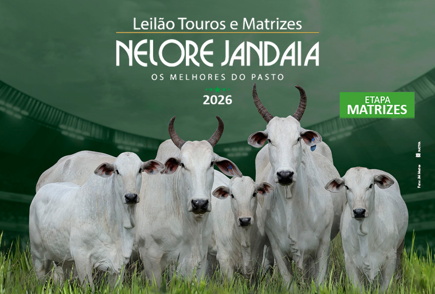 LEILÃO NELORE JANDAIA - ETAPA MATRIZES